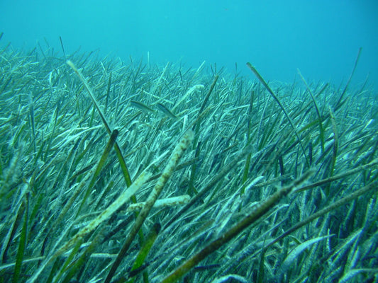 Posidonia Oceanica