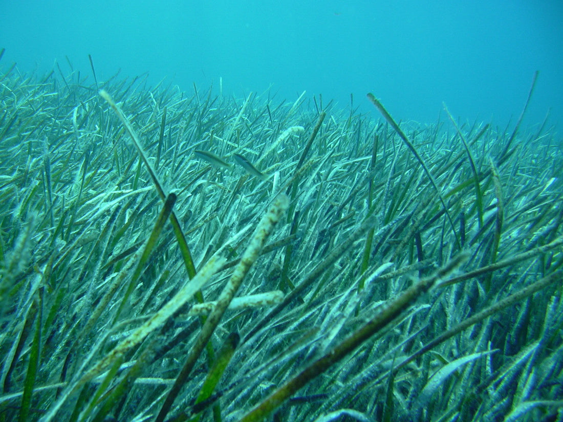 Posidonia Oceanica: A tribute to the heart of the Mediterranean