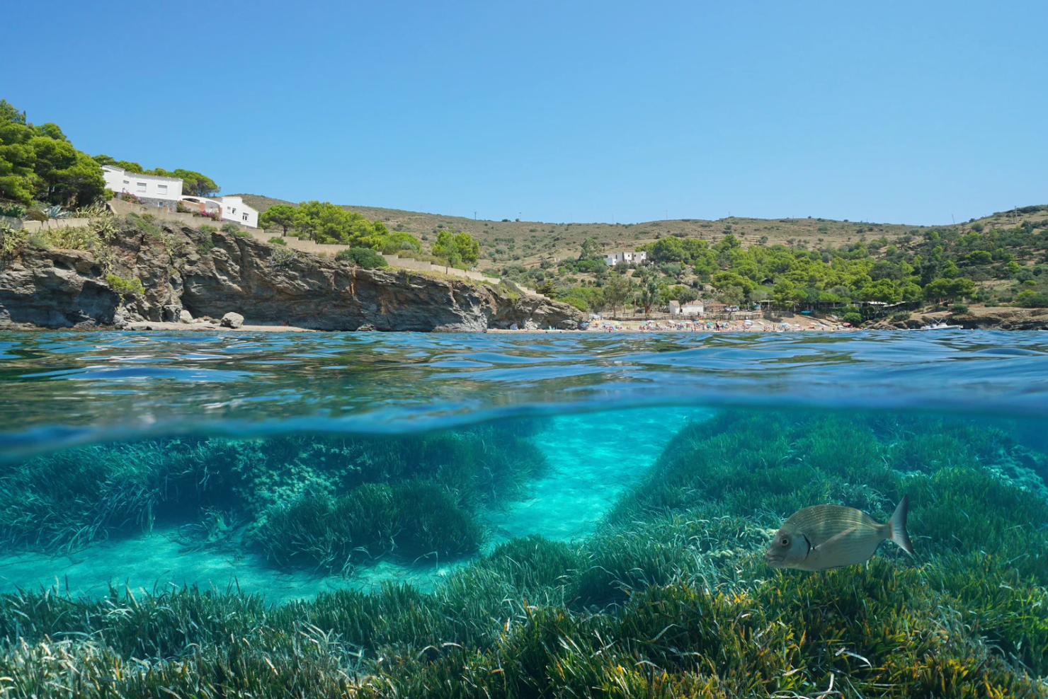 Split view of an Ibiza landscape with clear blue water and posidonia.