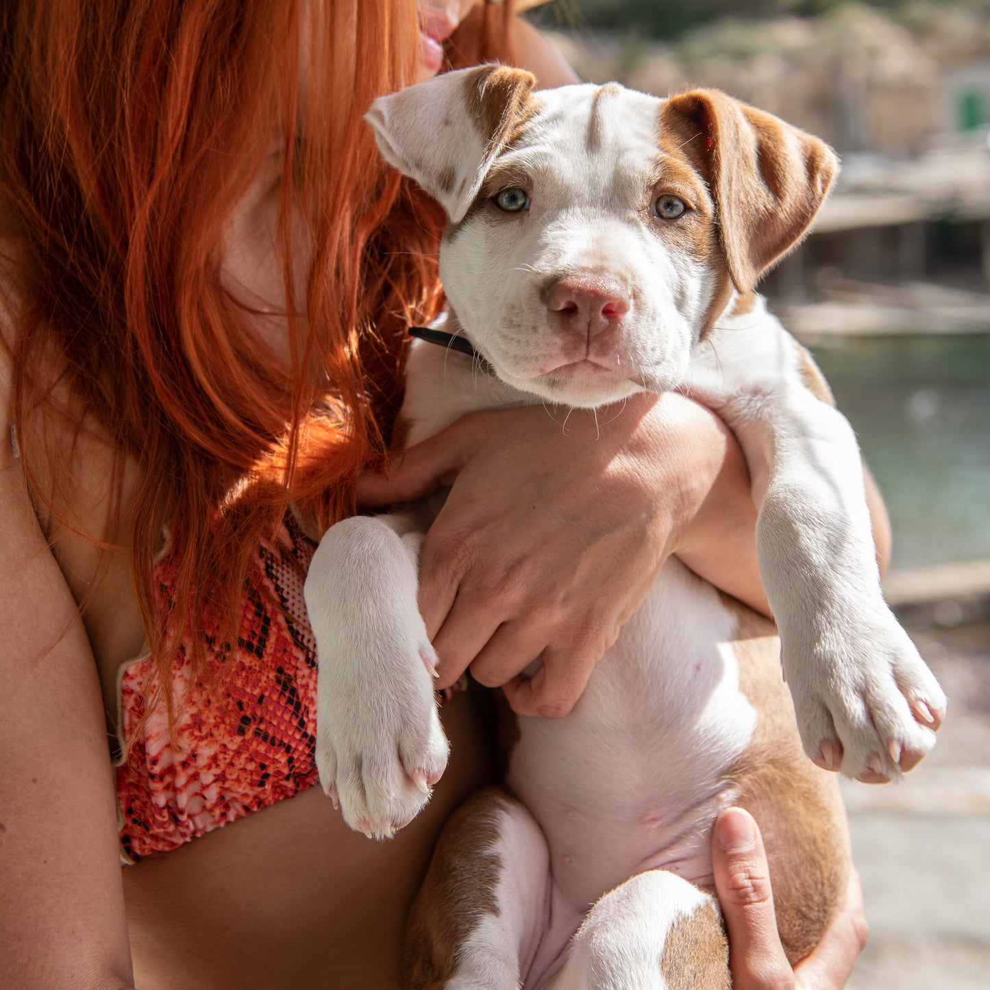 Ibiza Rosa Bikinihose mit Animalprint Estelle Cap Martinet