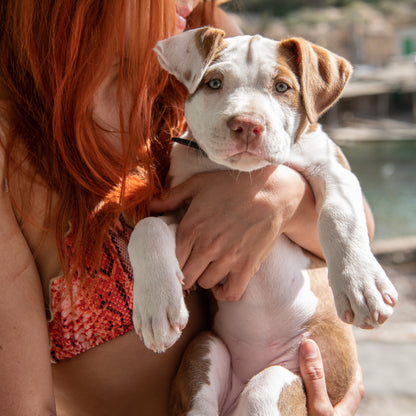 Ibiza Rosa Bikinihose mit Animalprint Estelle Cap Martinet